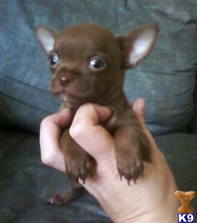 Puppies in TX