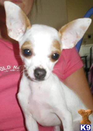 Dogs - Chihuahua