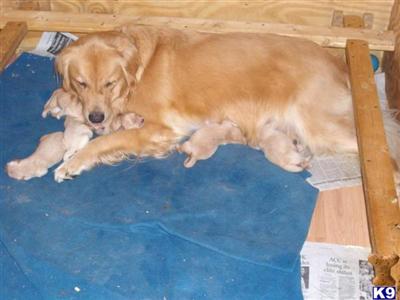 Puppies in NH