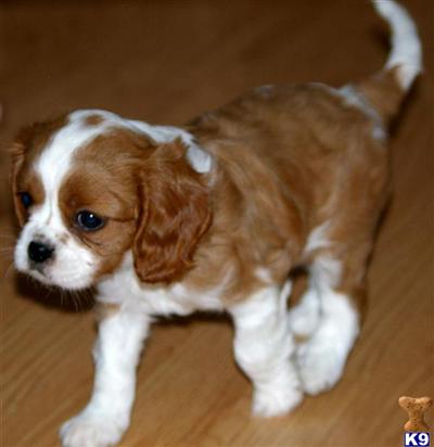 Cavalier King Charles Spaniel Puppies for Sale