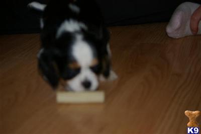 Cavalier King Charles Spaniel Puppies for Sale