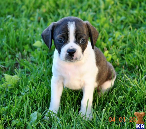 Boston Terrier Puppies