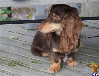 Stud Dogs - Dachshund