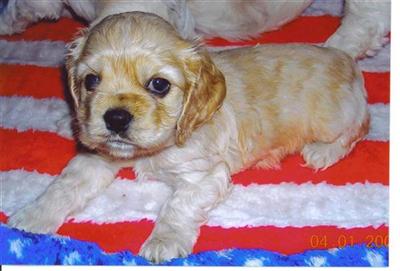 Puppies in MA