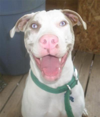 Dogs - American Pit Bull