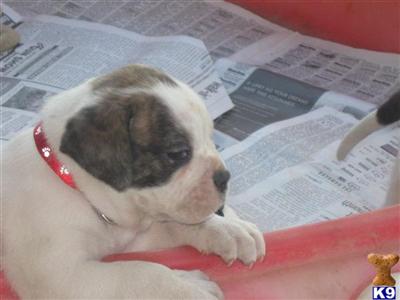 American Bulldog Puppies for Sale