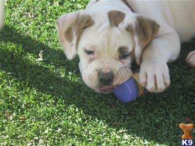 American Bulldog Puppies in CA