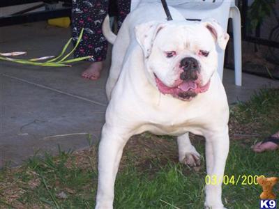 Stud Dogs - American Bulldog