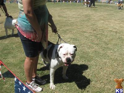 Stud Dogs - American Bulldog