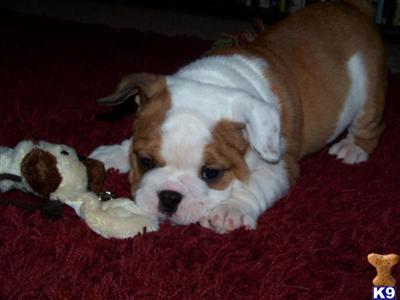 Dogs - Bulldog