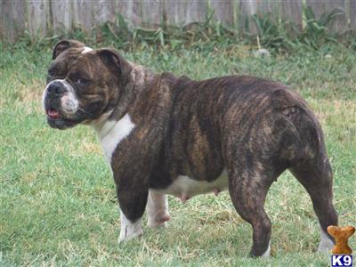 Bulldog Puppies for Sale