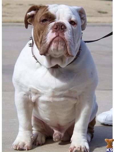 Stud Dogs - Bulldog