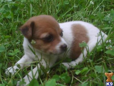 Jack Russell Terrier Puppies for Sale