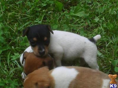 Jack Russell Terrier Puppies for Sale
