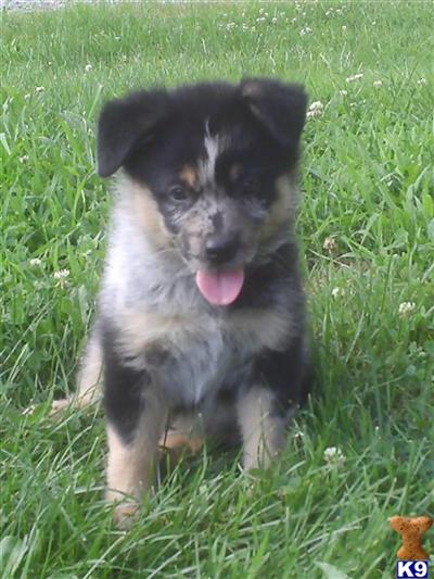 Australian Shepherd Puppies for Sale
