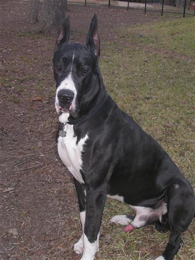 Stud Dogs - Great Dane