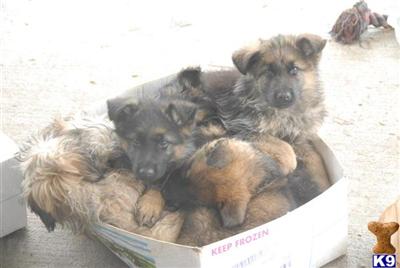 Puppies in WI