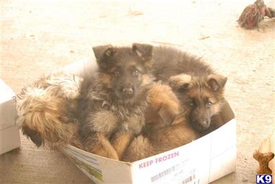 Puppies in WI