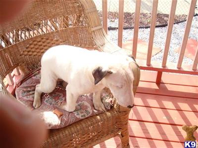 Bull Terrier Puppies for Sale