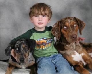 Catahoula Puppies for Sale