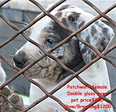 Catahoula Puppies for Sale