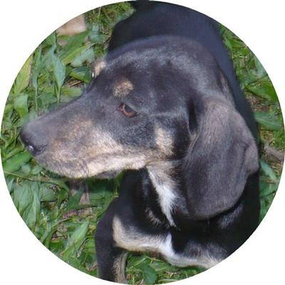Catahoula Puppies for Sale