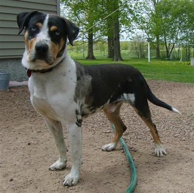 Dogs for Sale in WI