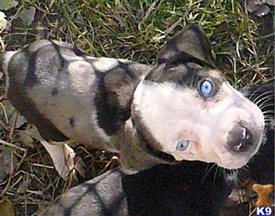 Catahoula Puppies for Sale