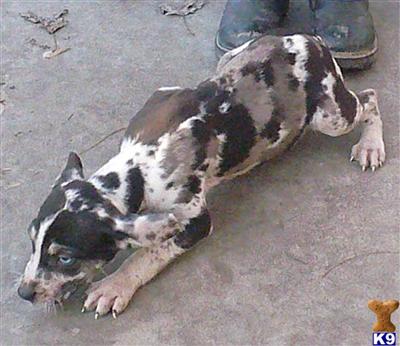 Catahoula Puppies for Sale