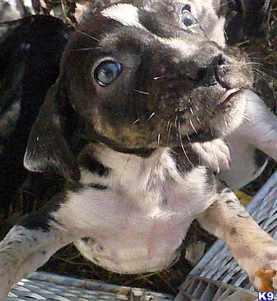 Catahoula Puppies for Sale