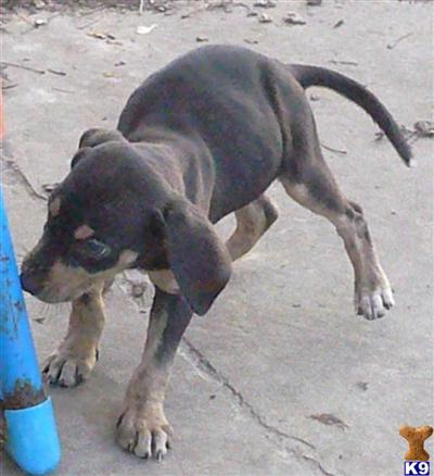 Catahoula Puppies for Sale