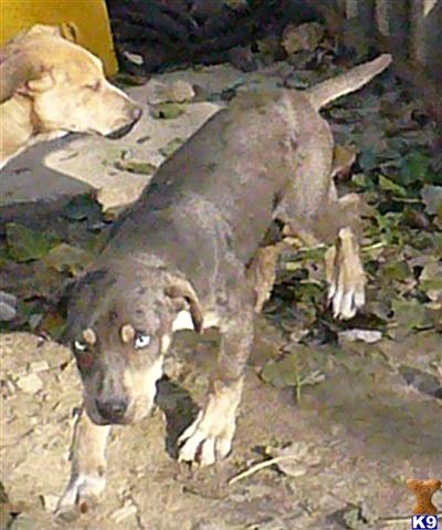 Rescue Dogs