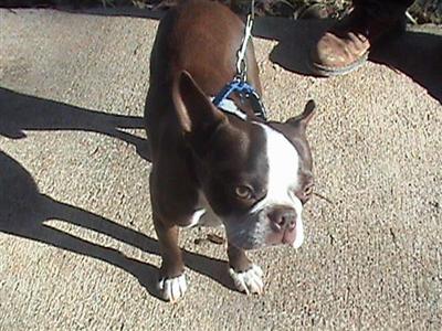 Stud Dogs - Boston Terrier