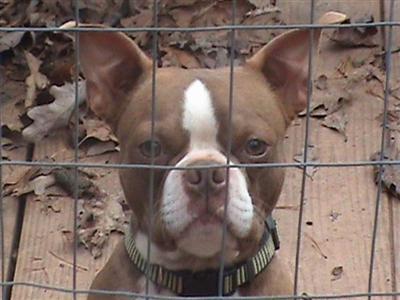Stud Dogs - Boston Terrier