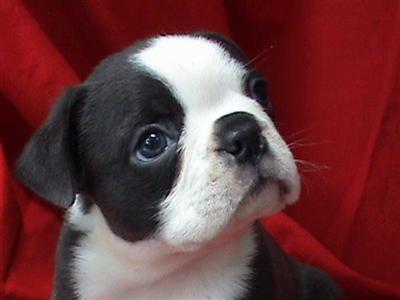 Boston Terrier Puppies for Sale