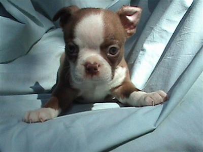 Puppies in GA