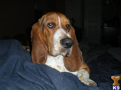 Stud Dogs - Basset Hound