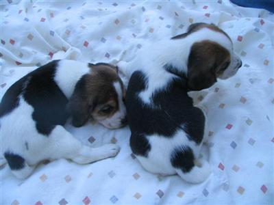 Puppies in Ashland