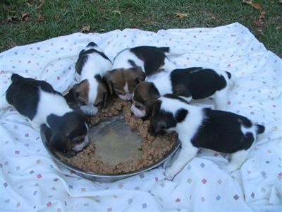 Puppies in Ashland