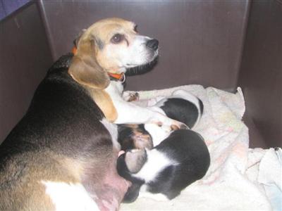 Puppies in Ashland