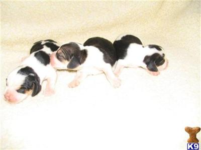 Puppies in ASHLAND