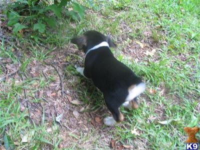 Puppies in ASHLAND