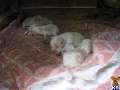 Puppies in ASHLAND