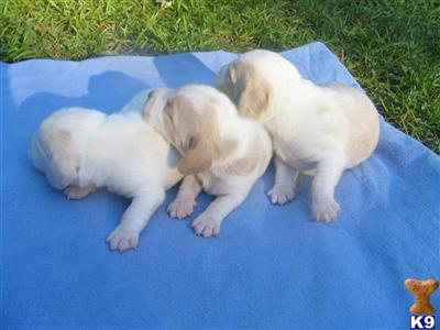 Puppies in ASHLAND
