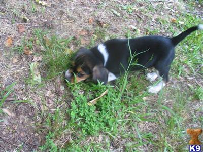 Puppies in ASHLAND
