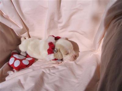 Puppies in Ashland