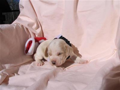 Puppies in Ashland