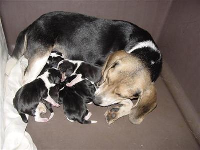 Puppies in Ashland