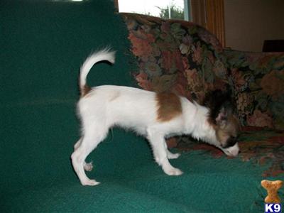 Papillon Puppies for Sale