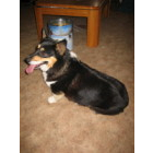 Stud Dogs - Pembroke Welsh Corgi